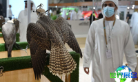 2027年迪拜狩猎展览会观展全攻略：日程安排与票价详情